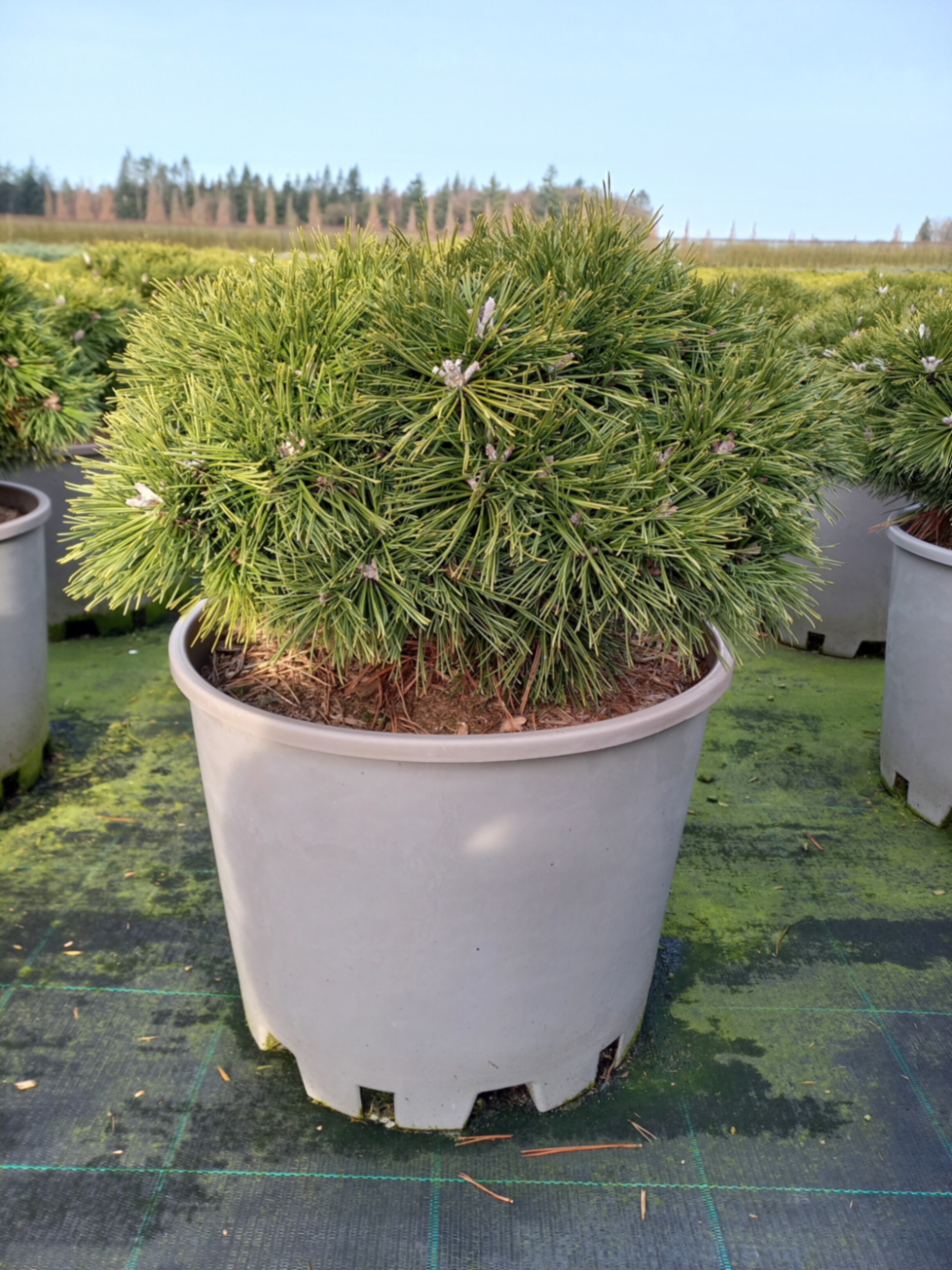 Сосна горная Бенджамин